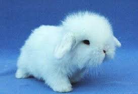 Pinned By Sherry Decker Rabbits For Sale Baby Rabbits For Sale Mini Lop Rabbit