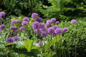 Sierui Allium Annuals Vs Perennials Flowers Perennials Long Blooming Perennials