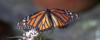 By including these rocks in your garden, the butterflies will have a chance to get warmed up before they start feeding for the day. Butterfly Gardening Building A Pollinator Habitat In Your Yard