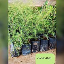 We did not find results for: Pokok Cucur Atap Corong Atap Kebun Kecil Tepi Rumah Facebook
