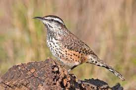 I took this, of course. Cactus Wren Krts 93 5 Fm Marfa Public Radiokrts 93 5 Fm Marfa Public Radio