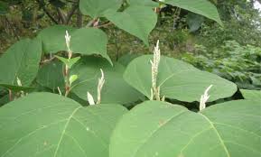 Curving spines are present on the leaf stalks, stems, and underside of leaves along the veins. Invasive Plants In Massachusetts 31 Types That Could Be Growing Into A Jungle In Your Backyard Masslive Com