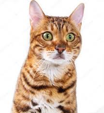 What color eyes do tabby cats have? Bengal Cat On A White Background Fluffy Orange Black Striped Pet Big Beautiful Cat Close Up Shot 450371578 Larastock