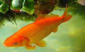 Poisson Rouge Pour Bassin De Jardin Sinon, gothika pour le noir, satine pour un poisson blanc. binette jardin le monde