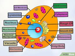 We can make it quite easy to offer great celebration they'll always remember. 4 Ways To Make An Animal Cell For A Science Project Wikihow