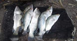 Check spelling or type a new query. Dunia Mancing Mengenal Karateristik Ikan Kakap Putih Atau Barramundi
