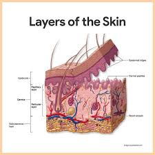Integumentary System Anatomy And Physiology Nurseslabs Integumentary System Skin Anatomy Anatomy And Physiology