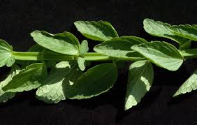 Image result for Lamiaceae