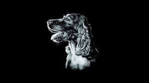 Image result for irský setr