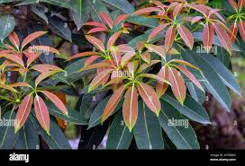 Image result for Alstonia