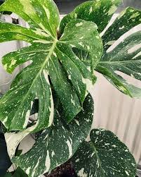 Large Monstera Deliciosa Variegata Thai Constellation Variegated Swiss Cheese Plant Garden Plants