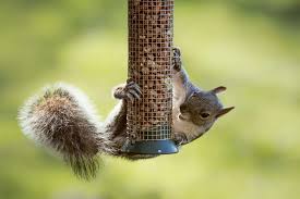 Diy squirrel baffle with $1 bowl. 8 Proven Ways To Keep Squirrels Off Bird Feeders 2021 Bird Watching Hq