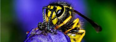 Yellow jackets fold their wings lengthwise when at rest. Yellow Jacket Control Ehrlich Pest Control