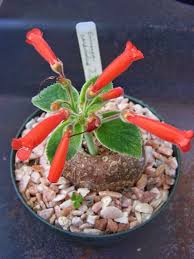 It should be grateful for my watering it, so no talking there. Oregon Cactus Blog Cacti And Succulents African Violets Succulents
