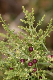 Image result for Salvadoraceae