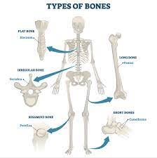 Skeletal System Definitions Classifications Functions Study Com