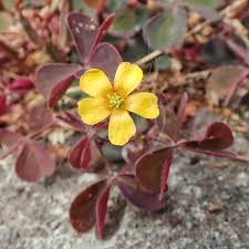 Image result for Oxalis corniculata