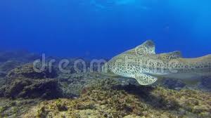 Hochwertige und bezahlbare, lizenzfreie sowie lizenzpflichtige bilder. Zebra Hai In Der Nahe Und Farbenfrohe Fische Leopardenhai In Schonem Sonnenbeleuchtetem Blauem Meer Stock Footage Video Von Gleiten Pelagisch 166578134
