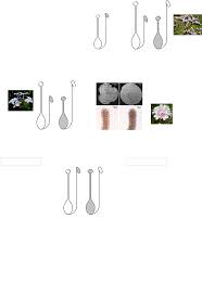 Image result for Exochaenium gracile