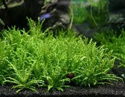 Dwarf Hairgrass On 3 X 5 Mat Foreground Carpet Aquarium Plant Aquarium Plants For Sale Planted Aquarium Live Aquarium Plants Freshwater Aquarium Plants