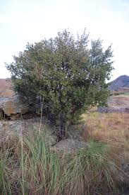 Image result for Diospyros lycioides