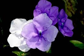 Image result for Brunfelsia pauciflora