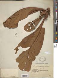 Image result for Anthocleista