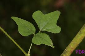 Image result for Dolichos trilobus