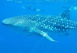 Become an ez dock dealer. Swimming With Whale Sharks In The Sea Of Cortez