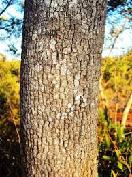 Image result for Pleurostylia