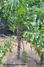 Image result for Aiphanes horrida