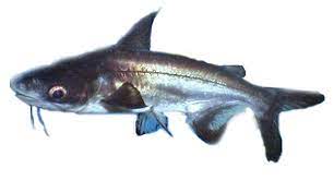 Pindang ikan patin, sudah sejak lama menghipnotis saya. Ikan Patin Pangasius Topography Explorer