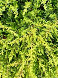 Image result for Juniperus