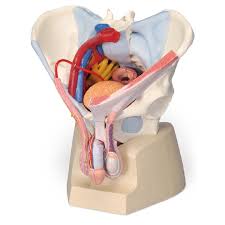 Intertrochanteric comments on pelvic bone and ligaments anatomy0. Male Pelvis 7 Parts Phywe De