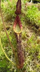 Image result for Nephrangis