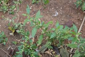 Image result for Nothosaerva brachiata