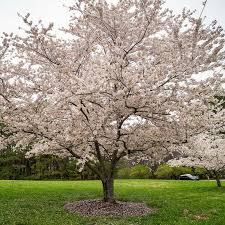 These trees are only suitable to grow in certain climates. Flowering Cherry Trees For Sale Kwanzan Yoshino Okame Cherry Tree