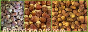 تمر هشيشي قسم التمور مع الصور قسم التمور معلومان عامه معلوماتية نبات حيوان اسماك فوائد vegetables beans food