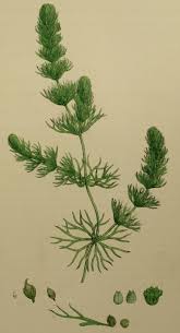 Image result for Ceratophyllum