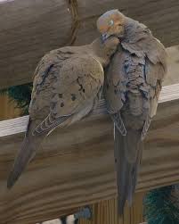 To Wake To Their Morning Song The Perfect Wake Up Call Animals Beautiful Pretty Birds Beautiful Birds