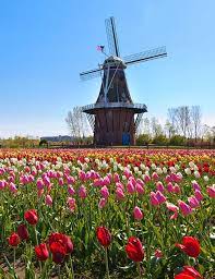 Discover tulip time festival in holland, michigan: Holland Tulips Day Trip May 6 2020 Excite Tours