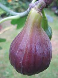 Buy Fig Trees from Carrob Growers | FIG BROWN TURKEY | FIG ICE CRYSTAL |  FIG JORDAN | FIG KADOTA