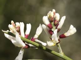 Image result for Retama monosperma