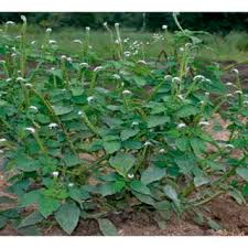 Image result for Heliotropium indicum