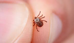 We did not find results for: Sabias Que La Picadura De Una Garrapata Puede Provocar La Muerte