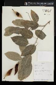 Image result for Kotschya uguenensis