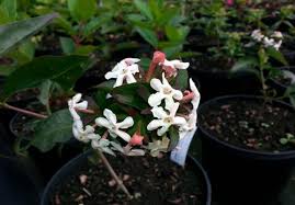 Flowers arrived when said, and absolutely beautiful, i myself have received the letterbox flowers, which is quirky, plus i've also received a bouquet with a vase. Flowering Shrubs With Great Scent Rare Plant Fair