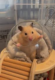 GIỚI THIỆU VỀ CHUỘT HAMSTER - Lolipet - Chuyên chuột hamster , nhím cảnh ,  thỏ cảnh , chuột lang Guinea Pig