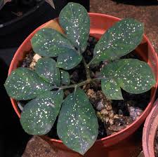 Image result for Eulophia obscura