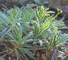 Image result for Ficinia